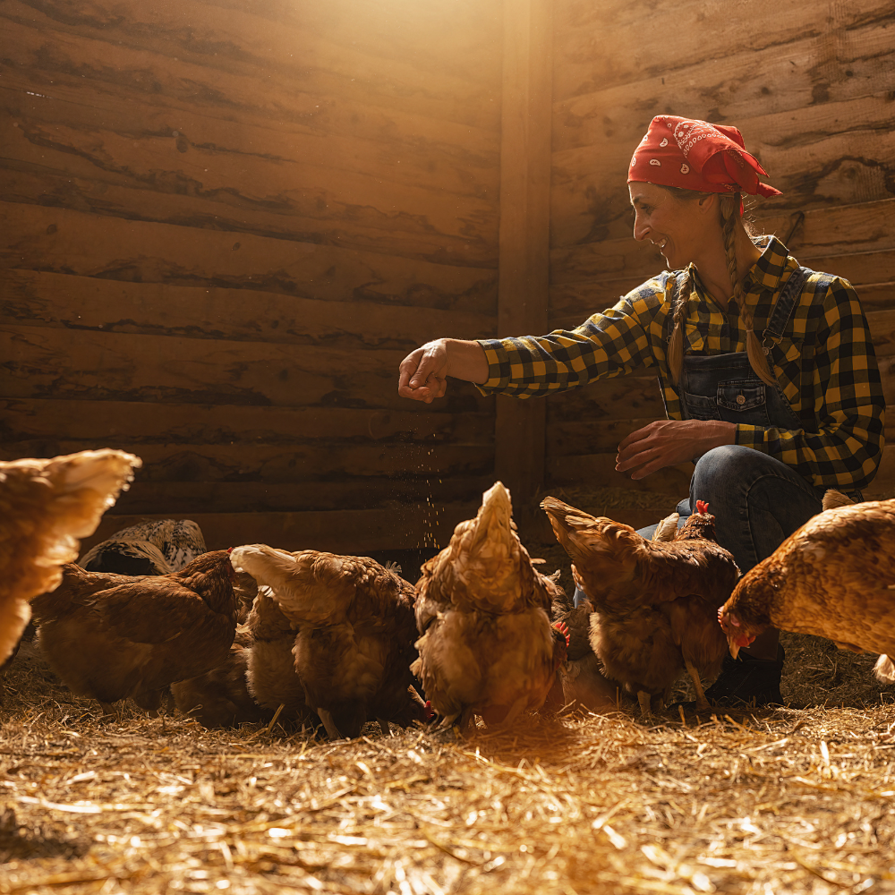 feeding chickens